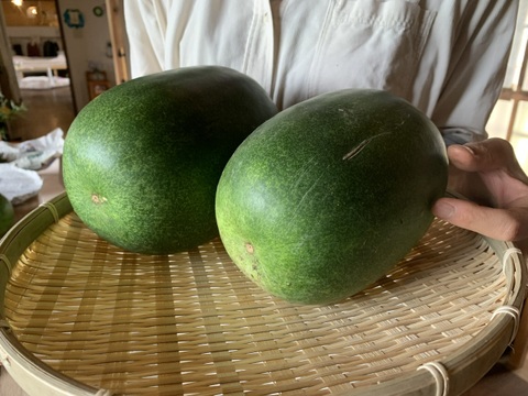 奥出雲産自然栽培姫とうがん(2個)