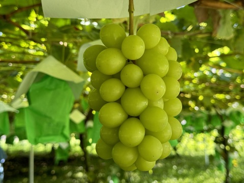 山梨県産ぶどう【シャインマスカット】1kg〜1.2kg前後(2〜3房) 種なし『常温便』