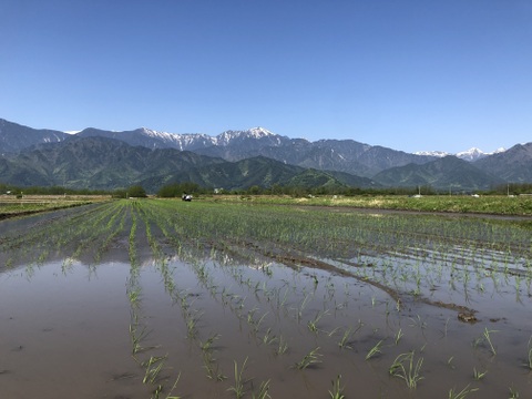 新米コシヒカリ30キロ　北アルプス　安曇野産【冬ギフト】