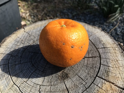 はるみ｜春を先取りする優しい甘さのご褒美みかん｜ご家庭用5kg