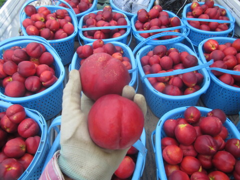 ネクタリン「メイファイア」ご好評販売中！！家庭専用訳あり　ただいま収穫発送中。2.4キロ前後