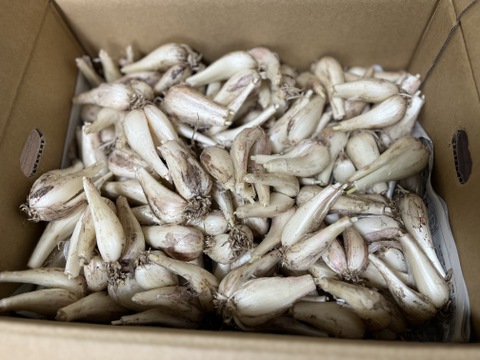鹿児島県産！砂丘らっきょう！（漬込み用）２ｋｇ