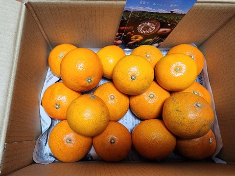 【今期最後はやっぱりこまどんなで！】【祝！愛媛県出身たくろうM-1優勝セール！！無くなるまでやります！】愛媛が誇る高級柑橘　ふぞろいのこまどんなたち　3kg〜（21個前後）（ご家庭用）