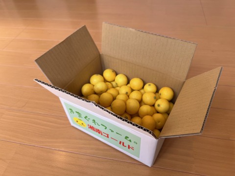 《超》小玉サイズにギュッと詰まった甘味！！みかん・柑橘グランプリ2026金賞受賞！【希少フルーツ】【2026年産】甘ウマ☆小玉・湘南ゴールド（３Sサイズ）　３ｋｇ
