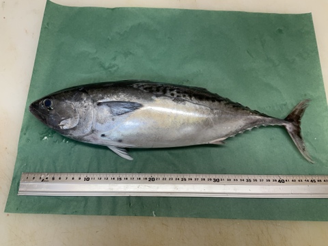 【秋の旨魚】迷いスマカツオ/ヤイト/ホシガツオ/1尾/1kg前後/3枚おろし【冷凍】