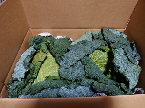 北海道産サボイキャベツ　希少国内産2玉