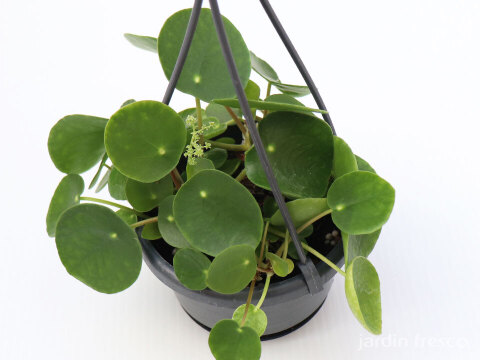 ハンギングタイプ！観葉植物 ピレア ペペロミオイデス 10.5cm吊り鉢 (204076)