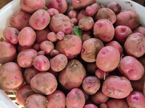 🥔採れたて新ジャガ✨農薬・化学肥料不使用「アンデスレッド」3kg　Mサイズ🥔