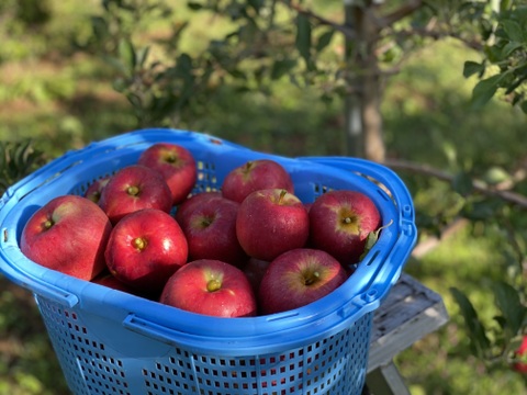 コクのある酸味。青森県産葉取らず紅玉5キロ