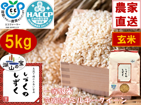 【令和6年産】茨城県産ミルキークイーンしづくのしずく５kg玄米