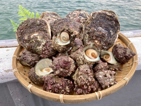 【限定品】天然岩牡蠣（小〜中）6枚 ＋ サザエ（中）15個【平良丸⛴夏の感謝祭🎆】