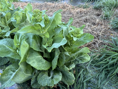 白菜の菜花500g【農薬不使用、化学・有機肥料不使用】