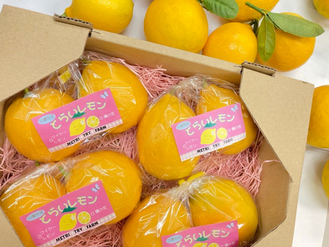 【山形県白鷹町産】丸かじり！マイヤーレモン  1kg