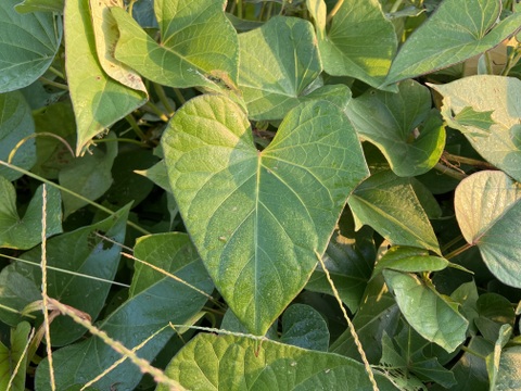 九州佐賀県産七つの島　食す美容『高島の紫宝その壱』原料アヤムラサキ２Kg
