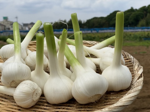 【千葉県産】【希少！】ホクホクみずみずしい生ニンニク(1kg)