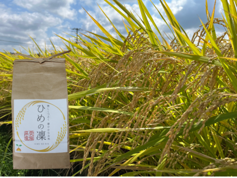 【夜市限定】大粒で甘みのあるお米✨10㎏ 令和6年産｢ひめの凜｣