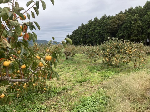 超希少！自然栽培ブランデー庄内柿1.5kg