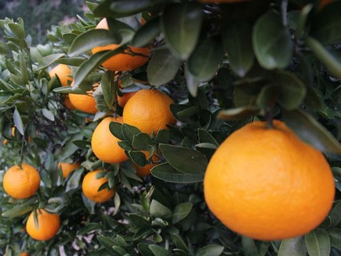 せとうちの島育ち！ えひめ中島いよかん 10kg