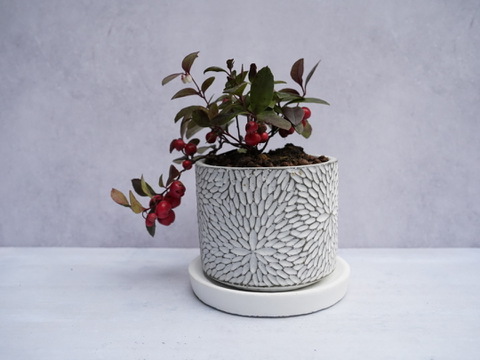 ミニ盆栽【チェッカーベリー × 白花模様陶器】高さ約17cm×横約15cm【夜市限定】
