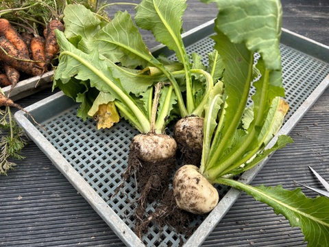 奥出雲産自然栽培天王寺かぶ(1kg)