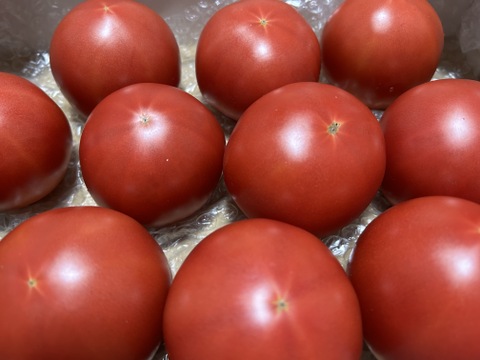 今年も販売❗️完熟トマト3キロ箱でお届けします❗️
