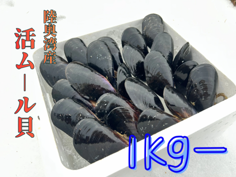 【天然✨陸奥湾産】活ムール貝【1Kg〜】