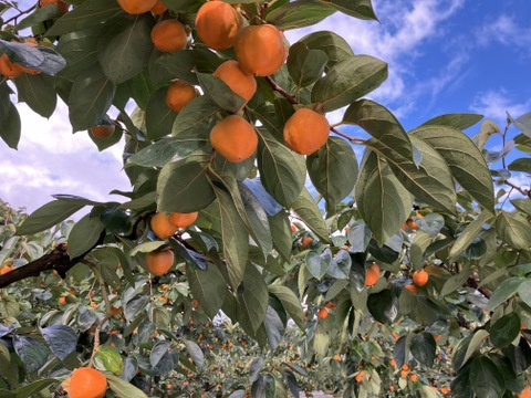 《希少》四ッ溝柿 （抜き柿 16〜20個）