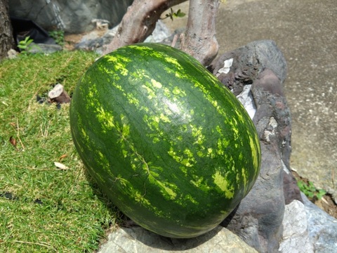 【最高糖度15度超え】選ばれし一玉にのみ刻まれる王の証🍉極限集中栽培が生んだ唯一無二のスイカ『蜜王』🍉寛永鶴見ブランド【7月中旬予約】