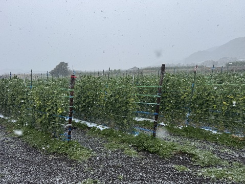 【訳あり特価】鹿児島県指宿産 スナップエンドウ 500g（霜凍）【約40g増量】