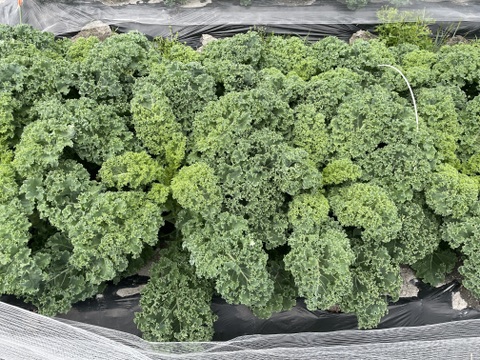 【朝のスムージーに】苦みひかえめ カリーノケールHG 約1kg｜栽培期間中 農薬・化学肥料不使用