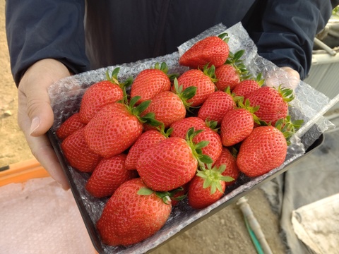 1kgサイズはいろいろ🍓大容量お買い得有機イチゴ