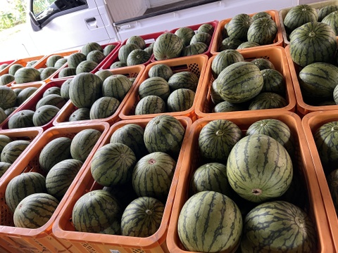 たっぷりドライフルーツ　尾花沢すいか