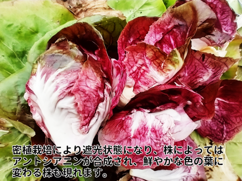 ほろ苦さたっぷり　チコリーのミックスリーフ  500g　露地土耕栽培