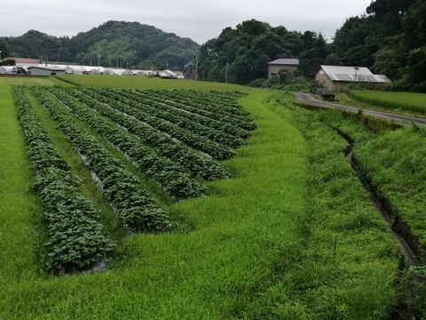 お正月お野菜セット【農薬不使用】２６日or２７日発送