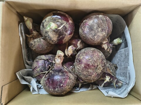 農園自慢の赤玉ねぎ　1.8ｋｇ　パチャママ農園 たまねぎ