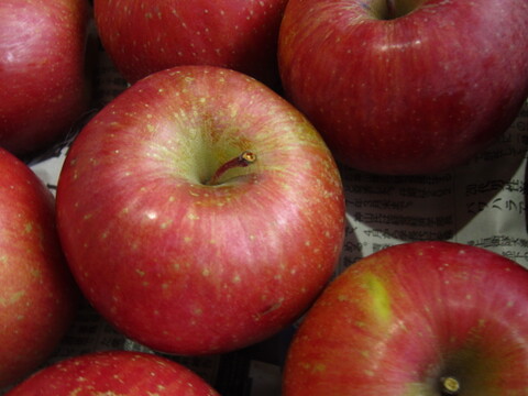 樹上完熟サンふじ 小玉 家庭用 総重量 約4.3kg前後 青森県 南部地方産 自家りんご農園生産直送品！