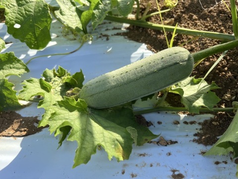 沖縄県南城市産　生でも食べれる！『美らへちま』2kg箱