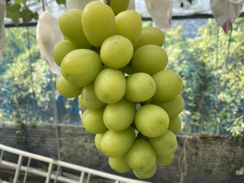 タンポポ農園のブドウたち4.0kg①
