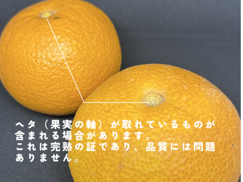 【木成り八朔】箱込み10キロ家庭用　※皮むき器つき　さつき八朔　はっさく