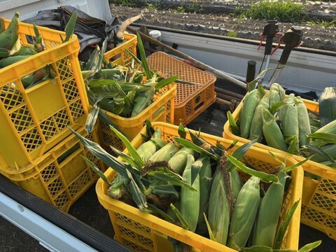 農薬化学肥料不使用※ドルチェドリーム5Kg