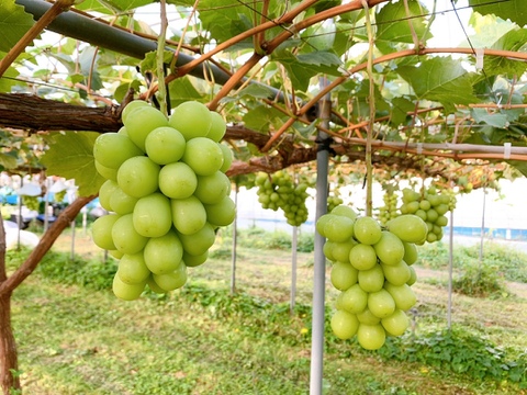 【食べチョク旬の食べ比べ便】露地栽培！シャインマスカット2房（1.0kg以上）