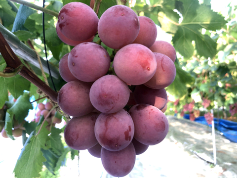 リピーター多数！濃厚果汁クイーンニーナ　1㎏2～3房　『クール便』