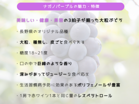 【数量限定・特選】ナガノパープル・1房・750g以上（5L）