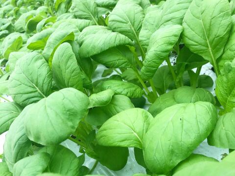 有機JAS認証取得『有機小松菜パウダー 50g × 2袋』 野菜 パウダー オーガニック 農薬無散布 無添加