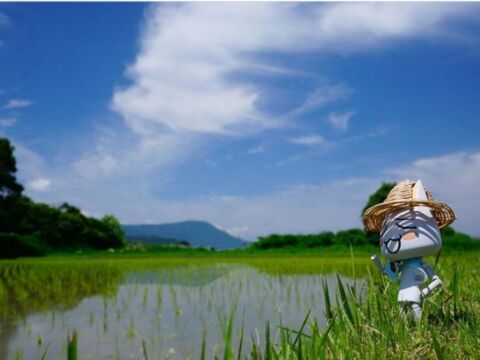 🌾お米ソムリエ監修🌾✨️令和7年産新潟PREMIAM米✨️コシヒカリの1.5倍の大きさ
『いのちの壱』2kg精米
色彩選別済✨️3800円特別な贈り物に✨️