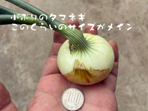 入手困難な固定種早生タマネギ！『貝塚早生』 (1.8kg)