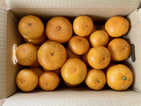 食べたらやみつき　完熟極早生みかん（風のいたずら）　５kg