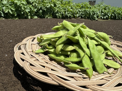 ⚠️今季ラスト⚠️🎵やめられない、止まらない、枝豆🫛🎵
【不揃い品】大人のおつまみに‼️お子様のおやつに‼️
良質なタンパク質や、鉄分が豊富なため夏バテ対策にもおすすめ🌟