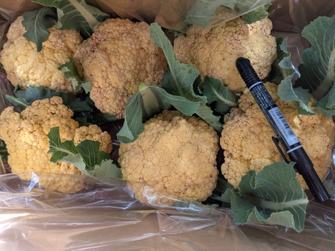 小ちゃい🟡オレンジちゃん