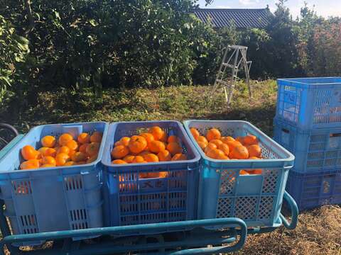 せとうち周防大島　みかんジャム
